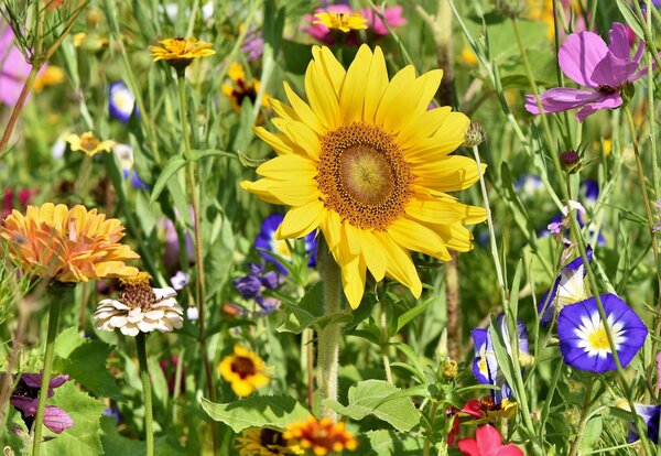 Bild vergr&ouml;&szlig;ern: Blumenwiese