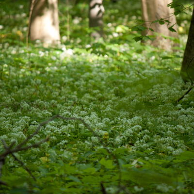 Bild vergrößern: Bärlauchblüte im Bienwald
